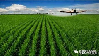 我國農(nóng)業(yè)科技創(chuàng)新專利數(shù)量領(lǐng)先與技術(shù)落地艱難的矛盾解析