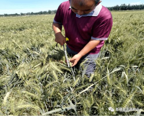 專家指導(dǎo)助力發(fā)展——阿瓦提縣農(nóng)業(yè)農(nóng)村局農(nóng)技推廣中心高級農(nóng)藝師深入企業(yè)檢查指導(dǎo)工作